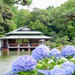 紫陽花咲く「清澄庭園」へ