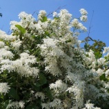 『安行 残暑』の画像