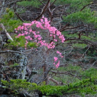 塩原温泉　彩つむぎ　女将の独り言