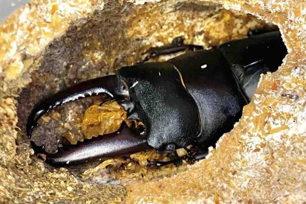 黒虫農場 - 飼育記