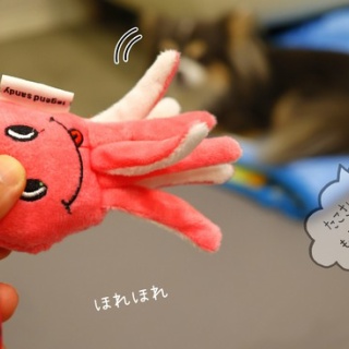 たかシェフのおうちごはん。と、白い犬。と、チワワ。