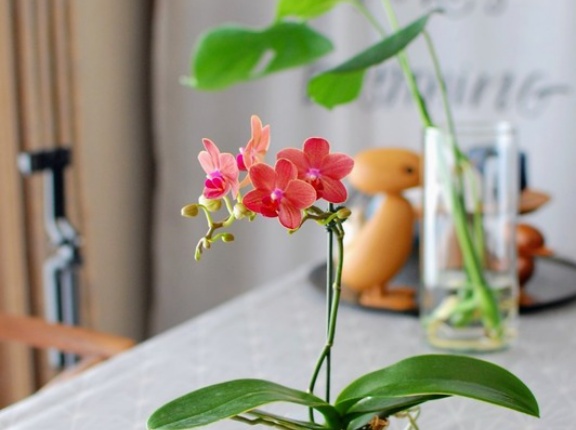 素敵な色♪ミニ胡蝶蘭【ミセス・ブラウン】