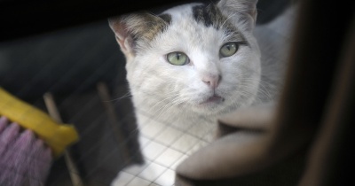 やさしいねこ ８