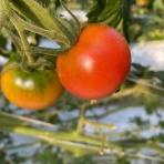 とまっくまのトマト作り生活🍅in高知