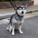 文月朔のカレーきしめんとチキン味噌炒め
