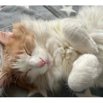 久しぶりのじゃれ合いの結末は？