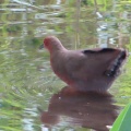 ヒクイナの蔵出し画像🦜🖥️（多々良沼公園）