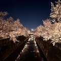 今年も夜桜