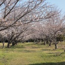 海が見える桜のトンネル