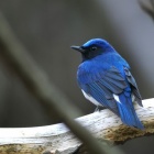 『投稿：BORG107FLによる野鳥5態　2024/05/19』の画像