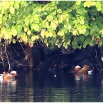 おとめちっくな夢もよう