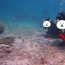 【宮古島・子連れ旅行記②】ダイビング・パラセーリング・クルーズが全部1日に！