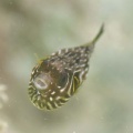 6月9日 シボリ