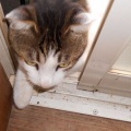 猫に小判を与えたら。埋蔵金：千八百八拾弐両　どぉ～したもんかぁ・・・。