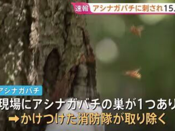 【茨城】10代未満から50代の男女15人がアシナガバチに刺される　全員意識あり軽傷　巣は消防が取り除く　つくば市の遊歩道