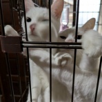 石に立つ矢