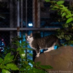 猫写真家・沖 昌之のブログ　野良ねこちゃんねる。　