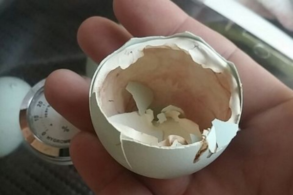 崖っプチ農園 鶏卵の成長記録