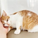 里親さんが決まった猫たち(12/14～)