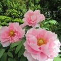 花の寺　長谷寺へ3