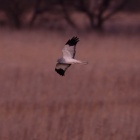 『日没後の鳥のトビモノ【追記】　2020/02/26』の画像