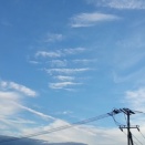 松の蝉