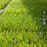 『お田植え間近「今後の日本の農業はどうなる」』の画像