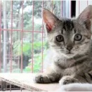 自宅繁殖の仔犬の安価譲渡は違法、逮捕や罰金刑も。