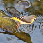 野鳥の観察を都内で