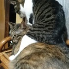 �إߥ��ȥ��2�٤β���