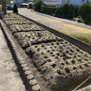 自治会花壇の世話 12月21日