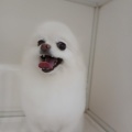 トリミングブログ