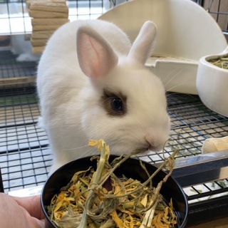 うさぎブログ　うさぎのしっぽ公式ブログ「日々しっぽ」