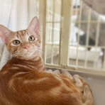 東京キャットガーディアンシェルター日記