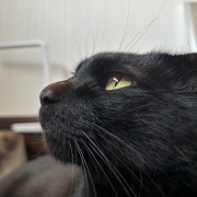 【猫写真】娘が撮った猫たちの写真