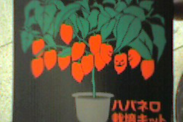 黒猫の物欲日記 栽培日記