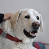 『【募集】中~大型犬の預かりボランティアさん求む!』の画像