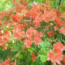 朝霧高原を歩く