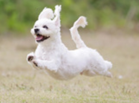 5-2-8　石田　ロクくん　10歳　南あわじドッグラン飛行犬撮影所にて