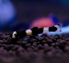 9月25日(木)熱帯魚入荷情報🐟