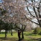 春ですね、綺麗に桜が咲いています！コロナに負けない！