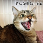 猫とお酒と日々のこと
