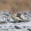 ユキホオジロが雪の上でカイカイ Snow Bunting