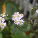 今日の草花とバラ