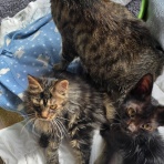 ワンちゃん☆ママン奮闘記