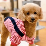 『【犬】もこちゃん（トイプードル）里親募集中です』の画像