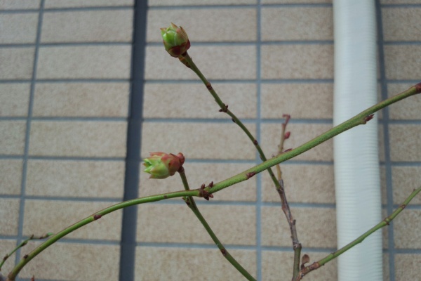 盆栽な感じで 的な ブルーベリー