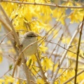 黄の園の小鳥…エゾムシクイ