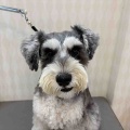 ミニチュアシュナウザー シャンプーカット
