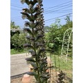 伸びて伸びて